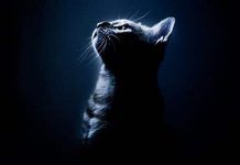 Es cierto que los gatos tienen 7 vidas