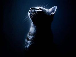 Es cierto que los gatos tienen 7 vidas