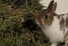 alimentación de los conejos