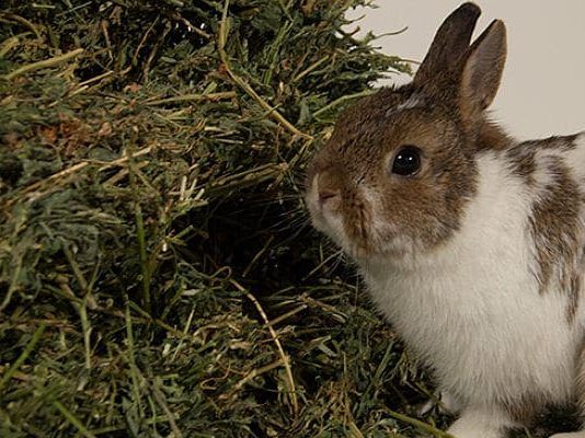 alimentación de los conejos