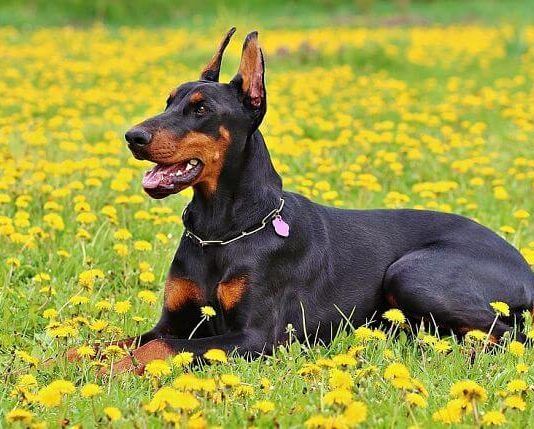 Alimentación del doberman