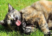 caida de pelo en gatos