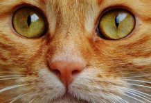 Cómo Ven Los Gatos: 5 Pasos Para Que Entiendas La Visión Felina cómo ven los gatos