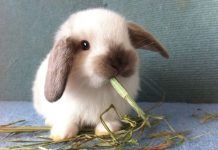 Cuantas Razas de Conejos Hay. Conoce las 10 Razas Mas Populares cuantas razas de conejos hay