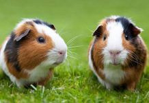 Cuidados de una Cobaya que Todo Dueño debe Saber cuidados de una cobaya