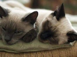 hepatitis en gatos