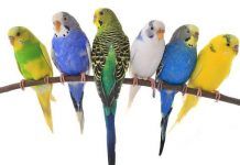 Que Alimentos Comen los Periquitos Australianos y Cuáles Debes Evitar que alimentos comen los periquitos australianos