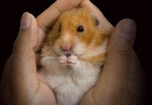 que cuidados necesita un hámster