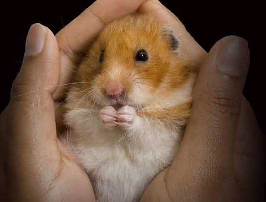 que cuidados necesita un hámster