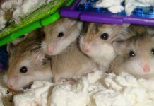 que hacer cuando un hámster tiene crías