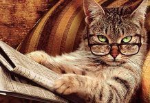 que piensan los gatos