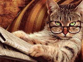 que piensan los gatos