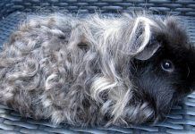 Las 10 Razas de Cobaya Más Atractivas. ¡Escoge la Tuya! razas de cobaya