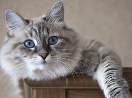 los gatos con alopecia