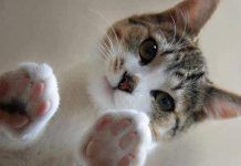 diarrea en gatos bebé