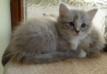 Enrofloxacina En Gatos