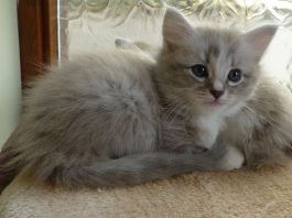 Enrofloxacina En Gatos