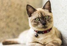 Haemobartonella en gatos