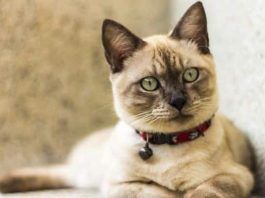 Haemobartonella en gatos