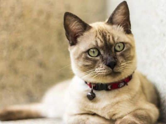 Haemobartonella en gatos