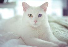 los gatos y la invermectina