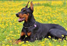 Características del doberman