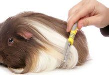 cobayas de pelo largo