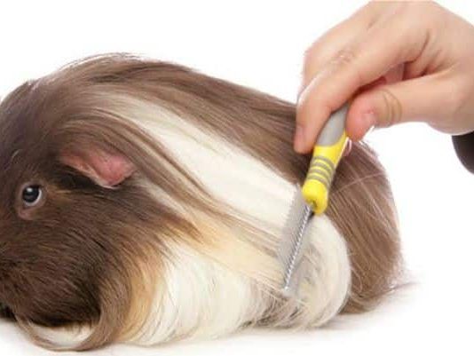 cobayas de pelo largo