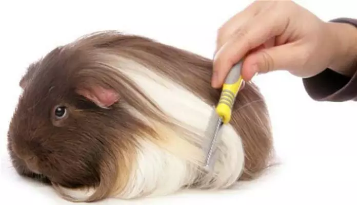 cobayas de pelo largo