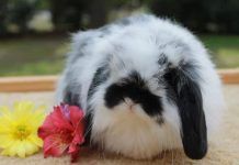 conejos de pelo largo