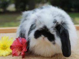 conejos de pelo largo