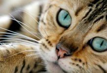 el cáncer en los gatos