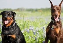 Diferencias Entre Rottweiler y Doberman
