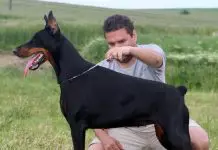 Cómo educar a un doberman