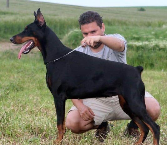 Cómo educar a un doberman