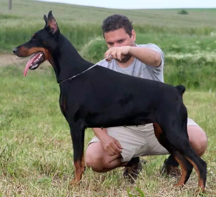 Cómo educar a un doberman