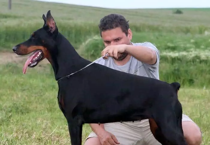 Cómo educar a un doberman