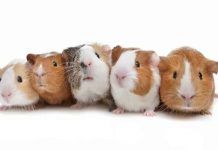 enfermedades de las cobayas