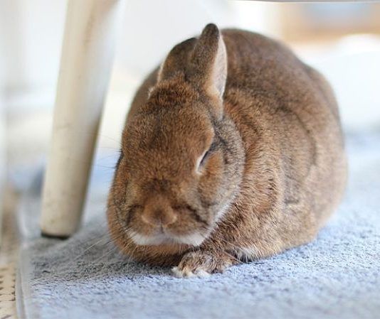 enfermedades de los conejos