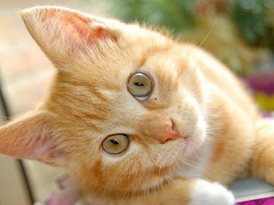 evitar que un gato defeque en el jardín