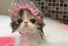 Hay que bañar a los gatos