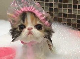 Hay que bañar a los gatos