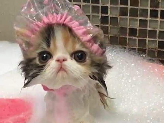 Hay que bañar a los gatos