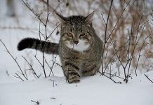 hipotermia en los gatos