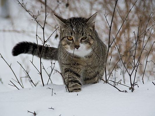 hipotermia en los gatos