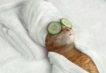 hoteles que admiten gatos