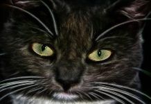 infecciones del oído en los gatos