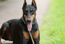 Lo que debes saber antes de adquirir un Doberman