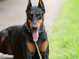 Lo que debes saber antes de adquirir un Doberman