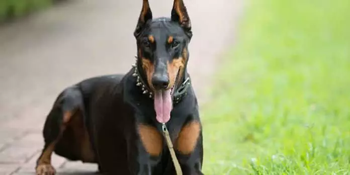 Lo que debes saber antes de adquirir un Doberman